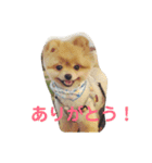 ポメラニアンのルークです。（個別スタンプ：7）