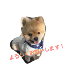 ポメラニアンのルークです。（個別スタンプ：8）
