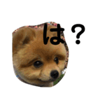 ポメラニアンのルークです。（個別スタンプ：9）