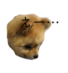 ポメラニアンのルークです。（個別スタンプ：11）