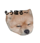 ポメラニアンのルークです。（個別スタンプ：13）