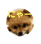 ポメラニアンのルークです。（個別スタンプ：14）