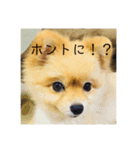 ポメラニアンのルークです。（個別スタンプ：15）