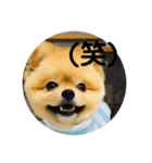 ポメラニアンのルークです。（個別スタンプ：16）