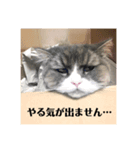 カウ・ワウ（個別スタンプ：1）
