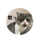 カウ・ワウ（個別スタンプ：4）