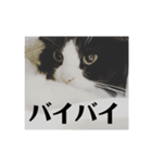 カウ・ワウ（個別スタンプ：6）