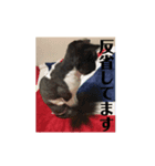 カウ・ワウ（個別スタンプ：7）