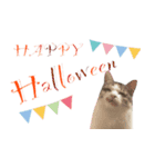 癒し猫**実写**Halloween（個別スタンプ：1）