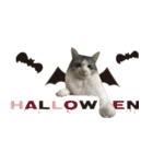 癒し猫**実写**Halloween（個別スタンプ：2）