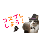 癒し猫**実写**Halloween（個別スタンプ：8）