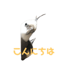 ラックゴンビィ（個別スタンプ：5）