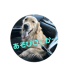 ゴールデンなぺろ（個別スタンプ：7）