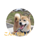柴犬 陸☆宙の挨拶スタンプ II（個別スタンプ：2）