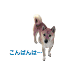柴犬 陸☆宙の挨拶スタンプ II（個別スタンプ：3）