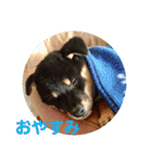 柴犬 陸☆宙の挨拶スタンプ II（個別スタンプ：4）