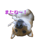 柴犬 陸☆宙の挨拶スタンプ II（個別スタンプ：5）