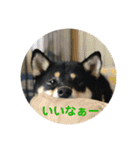 柴犬 陸☆宙の挨拶スタンプ II（個別スタンプ：6）