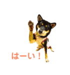 柴犬 陸☆宙の挨拶スタンプ II（個別スタンプ：9）