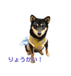 柴犬 陸☆宙の挨拶スタンプ II（個別スタンプ：10）