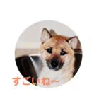 柴犬 陸☆宙の挨拶スタンプ II（個別スタンプ：12）