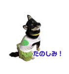 柴犬 陸☆宙の挨拶スタンプ II（個別スタンプ：13）