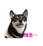 柴犬 陸☆宙の挨拶スタンプ II（個別スタンプ：14）