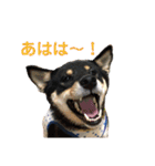 柴犬 陸☆宙の挨拶スタンプ II（個別スタンプ：15）