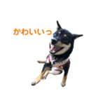 柴犬 陸☆宙の挨拶スタンプ II（個別スタンプ：17）