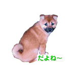 柴犬 陸☆宙の挨拶スタンプ II（個別スタンプ：18）