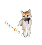 柴犬 陸☆宙の挨拶スタンプ II（個別スタンプ：19）