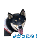 柴犬 陸☆宙の挨拶スタンプ II（個別スタンプ：21）