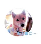 柴犬 陸☆宙の挨拶スタンプ II（個別スタンプ：26）