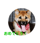 柴犬 陸☆宙の挨拶スタンプ II（個別スタンプ：28）