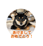 柴犬 陸☆宙の挨拶スタンプ II（個別スタンプ：29）