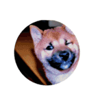 柴犬 陸☆宙の挨拶スタンプ II（個別スタンプ：32）