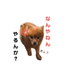 ポメラニアンの
らんちゃん（個別スタンプ：1）