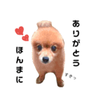 ポメラニアンの
らんちゃん（個別スタンプ：5）