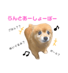 ポメラニアンの
らんちゃん（個別スタンプ：8）