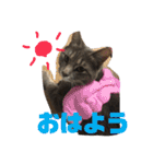 我が家のにゃんスタ（個別スタンプ：1）
