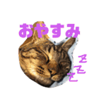 我が家のにゃんスタ（個別スタンプ：2）