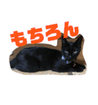 我が家のにゃんスタ（個別スタンプ：7）