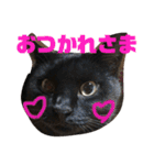 我が家のにゃんスタ（個別スタンプ：13）