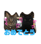 我が家のにゃんスタ（個別スタンプ：15）