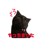 我が家のにゃんスタ（個別スタンプ：17）