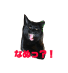 我が家のにゃんスタ（個別スタンプ：19）