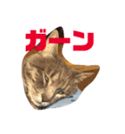 我が家のにゃんスタ（個別スタンプ：24）