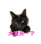 我が家のにゃんスタ（個別スタンプ：26）