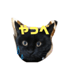 我が家のにゃんスタ（個別スタンプ：31）