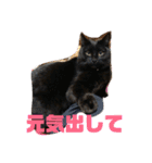 我が家のにゃんスタ（個別スタンプ：33）